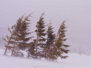 Lire la suite à propos de l’article Le refroidissement éolien affecte-t-il les plantes ?