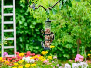 Lire la suite à propos de l’article Comment créer un sanctuaire d'oiseaux de jardin