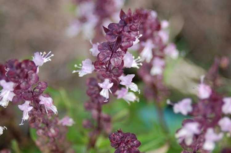 You are currently viewing Informations sur le basilic réglisse – Comment faire pousser une plante de basilic réglisse