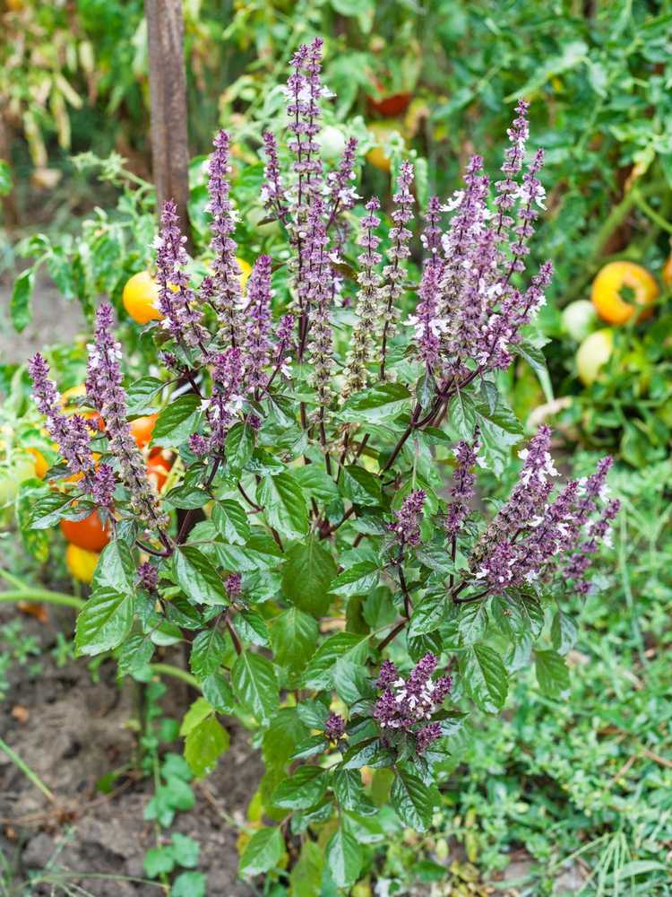 You are currently viewing Qu'est-ce que le basilic reine de Sheba : comment faire pousser des herbes de basilic reine de Sheba