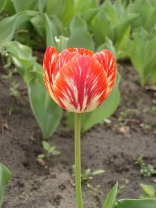 Lire la suite à propos de l’article Informations sur les plantes de tulipes Rembrandt – Conseils pour cultiver des tulipes Rembrandt