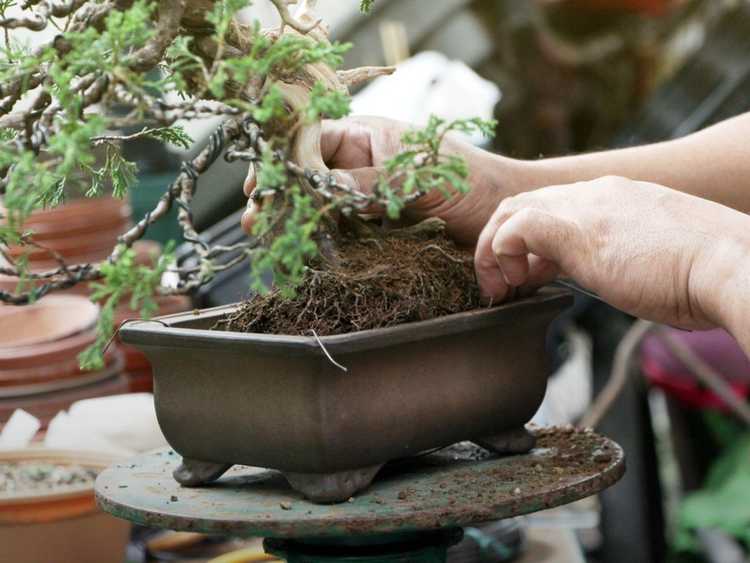Lire la suite à propos de l’article Conseils pour rempoter les bonsaïs