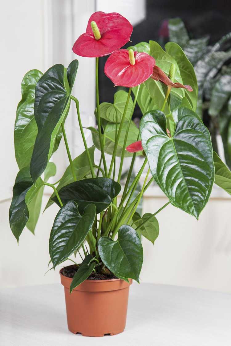 You are currently viewing Entretien des plantes d'Anthurium : en savoir plus sur le rempotage des anthuriums