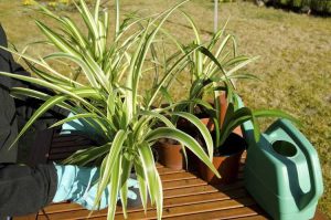 Lire la suite à propos de l’article Prendre soin des plantes araignées malades : comment traiter les maladies des plantes araignées