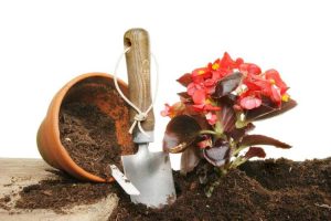 Lire la suite à propos de l’article Rempotage des bégonias : conseils pour déplacer le bégonia vers un pot plus grand