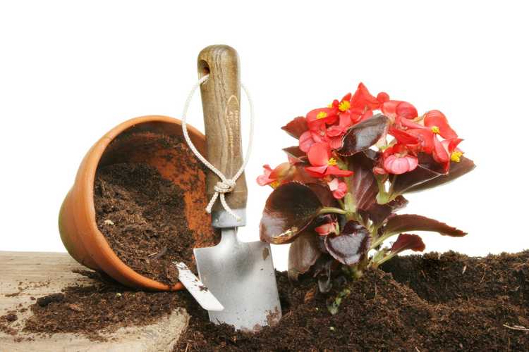 You are currently viewing Rempotage des bégonias : conseils pour déplacer le bégonia vers un pot plus grand