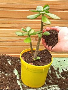 Lire la suite à propos de l’article Rempotage des plantes de jade : apprenez à rempoter une plante de jade
