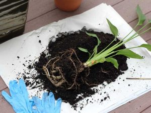 Lire la suite à propos de l’article Conseils pour rempoter les plantes Bird Of Paradise