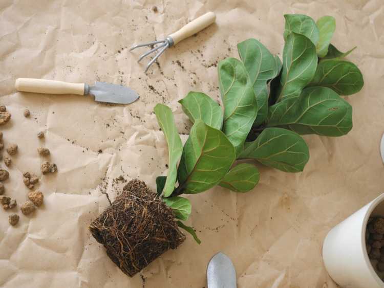 Lire la suite à propos de l’article Conseils pour rempoter les plants de figuiers à feuilles de violon