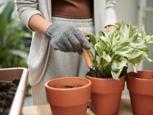 Lire la suite à propos de l’article Conseils pour rempoter les plantes d’intérieur Pothos