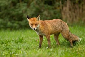 Lire la suite à propos de l’article Urine des prédateurs dans les jardins : l'urine dissuade-t-elle les parasites dans le jardin