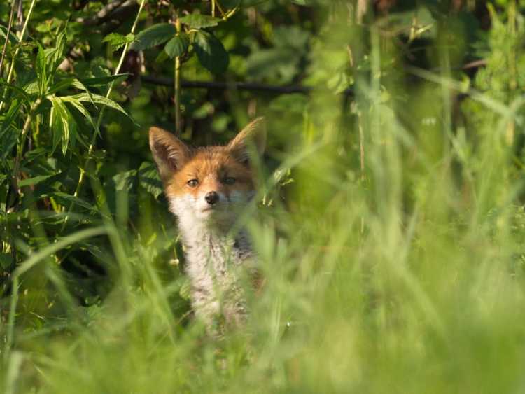 Lire la suite à propos de l’article Lutte antiparasitaire contre les renards : conseils pour se débarrasser des renards dans le jardin