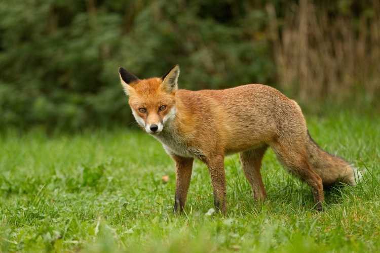 Lire la suite à propos de l’article Urine des prédateurs dans les jardins : l'urine dissuade-t-elle les parasites dans le jardin