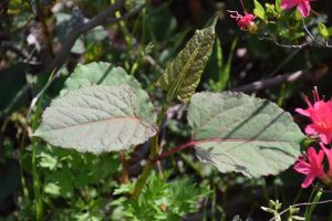 Lire la suite à propos de l’article La renouée du Japon est-elle comestible : conseils pour manger des plantes de renouée du Japon