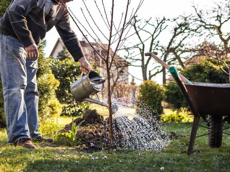 You are currently viewing Comment transplanter un arbre qui produit des fruits