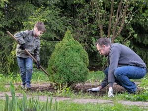 Lire la suite à propos de l’article Transplantation de grands arbres et arbustes à feuilles persistantes