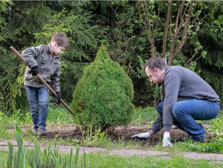 Lire la suite à propos de l’article Transplantation de grands arbres et arbustes à feuilles persistantes