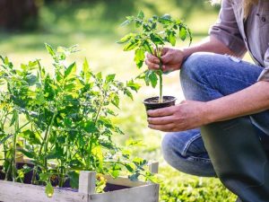 Lire la suite à propos de l’article Comment transplanter des plants de tomates