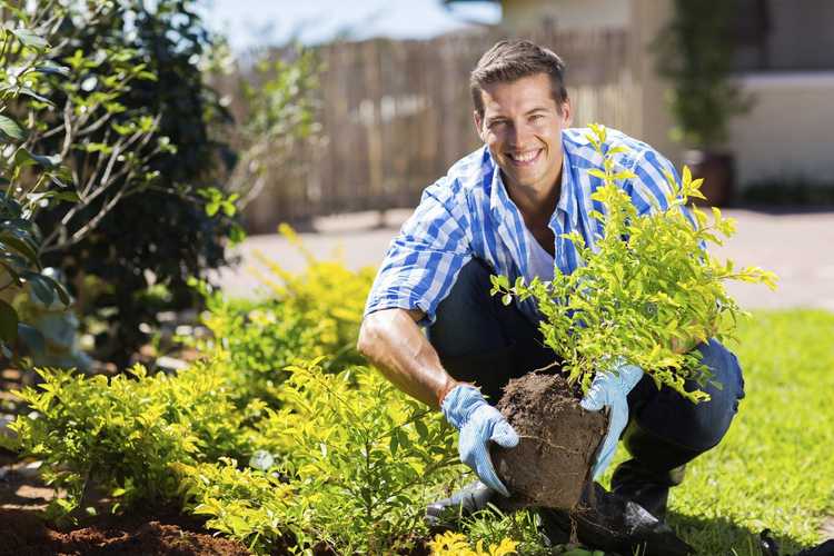 You are currently viewing Meilleurs moments pour la transplantation : quel est le bon moment pour transplanter dans le jardin