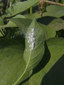 Lire la suite à propos de l’article Cochenilles : résidus blancs sur les feuilles des plantes