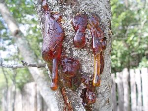 Lire la suite à propos de l’article Qu'est-ce que le chancre bactérien de la prune : comment prévenir le chancre bactérien de la prune