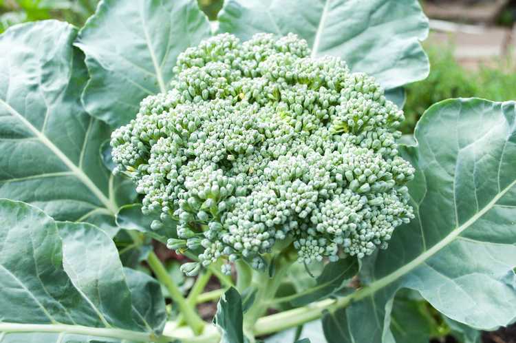 You are currently viewing Informations sur les têtes lâches du brocoli – Brocoli aux têtes lâches et amères