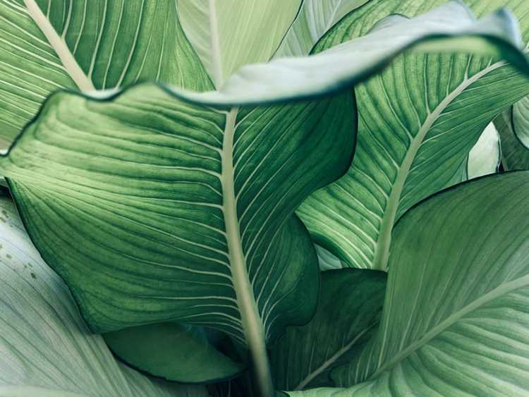 Lire la suite à propos de l’article Problèmes de plantes panachées : quelles sont les causes du retour des feuilles panachées