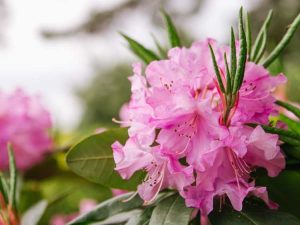 Lire la suite à propos de l’article Comment les feuilles frisées des rhododendrons agissent comme un thermomètre