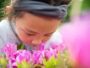 Lire la suite à propos de l’article Variétés parfumées de rhododendrons et d'azalées