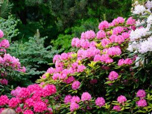 Lire la suite à propos de l’article Variétés de rhododendrons roses : choisir le rhododendron rose parfait