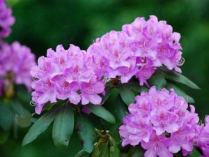 Lire la suite à propos de l’article Cultiver des rhododendrons : prendre soin des rhododendrons dans le jardin