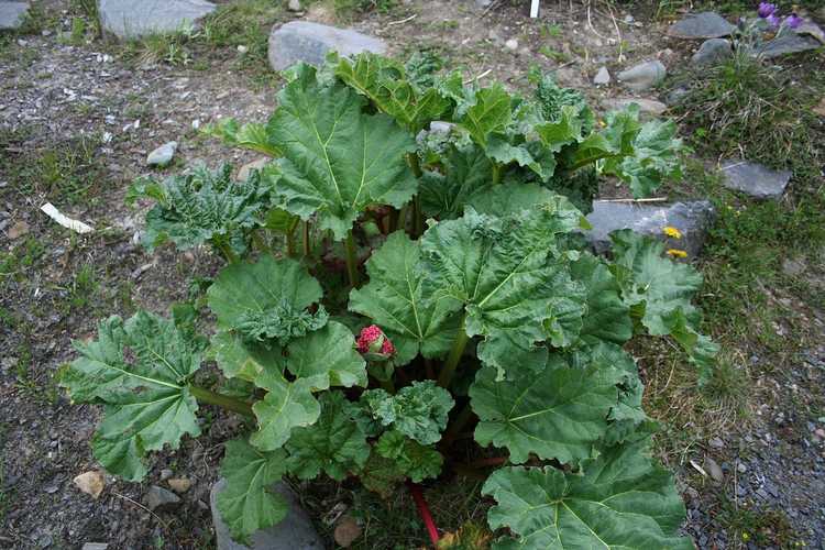 You are currently viewing Qu'est-ce que la rhubarbe de l'Himalaya – Cultiver de la rhubarbe de l'Himalaya dans le jardin