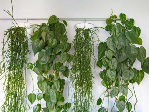 Lire la suite à propos de l’article Qu'est-ce qu'un rideau vert – Comment faire pousser un rideau de plantes vivantes
