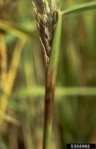 Lire la suite à propos de l’article Qu'est-ce que la pourriture de la gaine du riz : comment reconnaître les symptômes de la pourriture noire de la gaine du riz