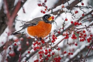 Lire la suite à propos de l’article Merles en hiver : conseils pour aider les merles à hiverner dans le jardin