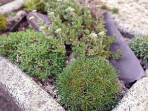 Lire la suite à propos de l’article Cultiver des plantes alpines : comment utiliser les plantes de jardin alpin