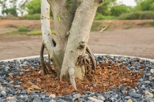 Lire la suite à propos de l’article Mon arbre a un mauvais sol – Comment améliorer le sol autour d’un arbre établi