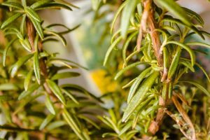 Lire la suite à propos de l’article Contrôle des maladies du romarin – Comment traiter les plantes de romarin malades