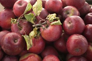 Lire la suite à propos de l’article Rome Beauty Apple Info – Cultiver des pommes de beauté Rome dans le paysage