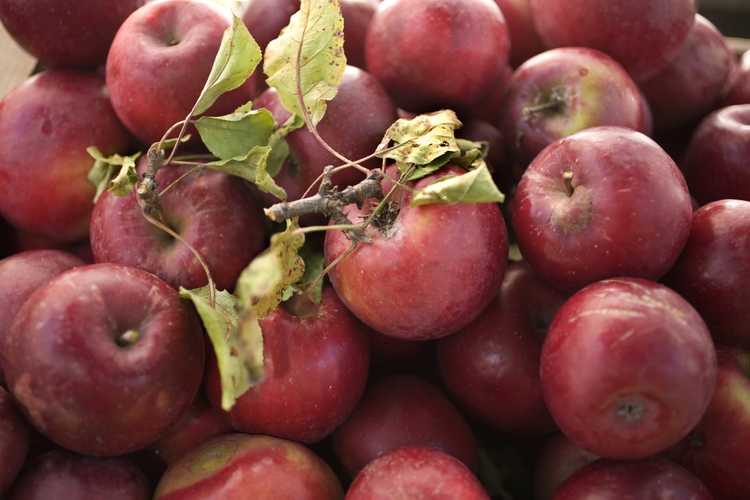 You are currently viewing Rome Beauty Apple Info – Cultiver des pommes de beauté Rome dans le paysage