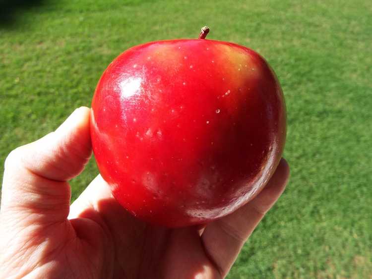 You are currently viewing Qu'est-ce qu'une pomme rouge de Rome – Conseils pour cultiver des pommes rouges de Rome