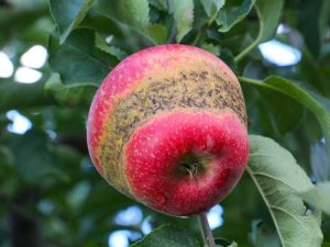 Lire la suite à propos de l’article Les taches brunes sur les pommes pourraient être des anneaux de gel