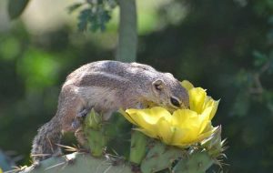 Lire la suite à propos de l’article Protection des plantes de cactus – Comment éloigner les rongeurs des cactus