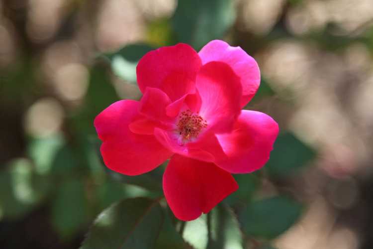 You are currently viewing Problèmes courants de roses assommées : Maladies des roses assommées