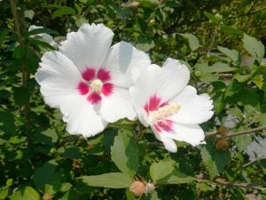 Lire la suite à propos de l’article Boutures de plantes Rose Of Sharon – Conseils pour prendre des boutures de Rose Of Sharon