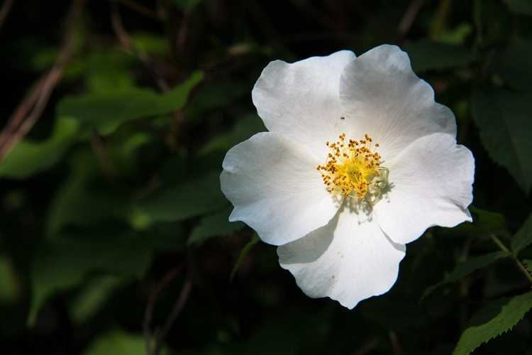 You are currently viewing Qu'est-ce que Cherokee Rose – Devriez-vous cultiver des plantes Cherokee Rose