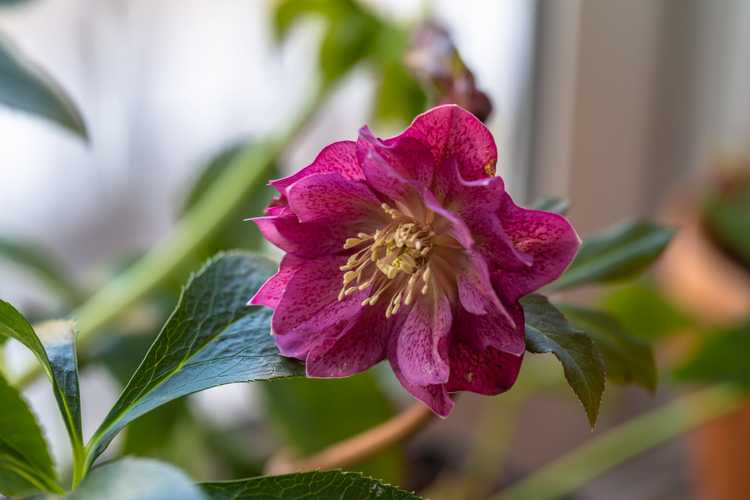 You are currently viewing Cultivez une rose de carême pour le carême : soins de l'hellébore en intérieur pendant le carême