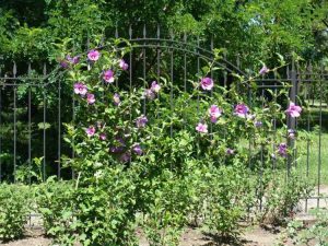 Lire la suite à propos de l’article Taille de l'arbuste Rose de Sharon: Conseils pour tailler une rose de Sharon