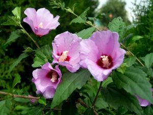 Lire la suite à propos de l’article Rose Of Sharon Care: Comment faire pousser une rose de Sharon