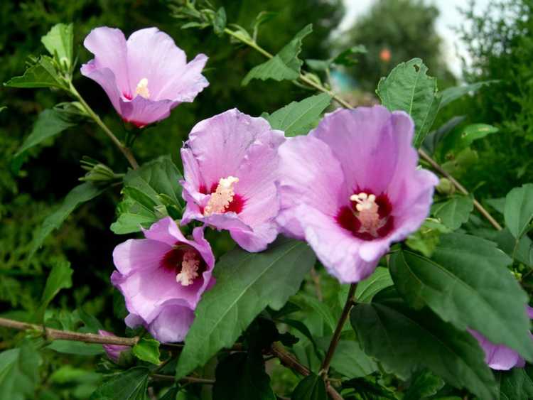 You are currently viewing Rose Of Sharon Care: Comment faire pousser une rose de Sharon